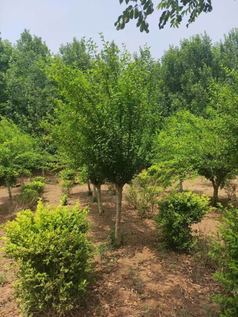 木槿，木槿树，10公分木槿树批发价格，青藤农业