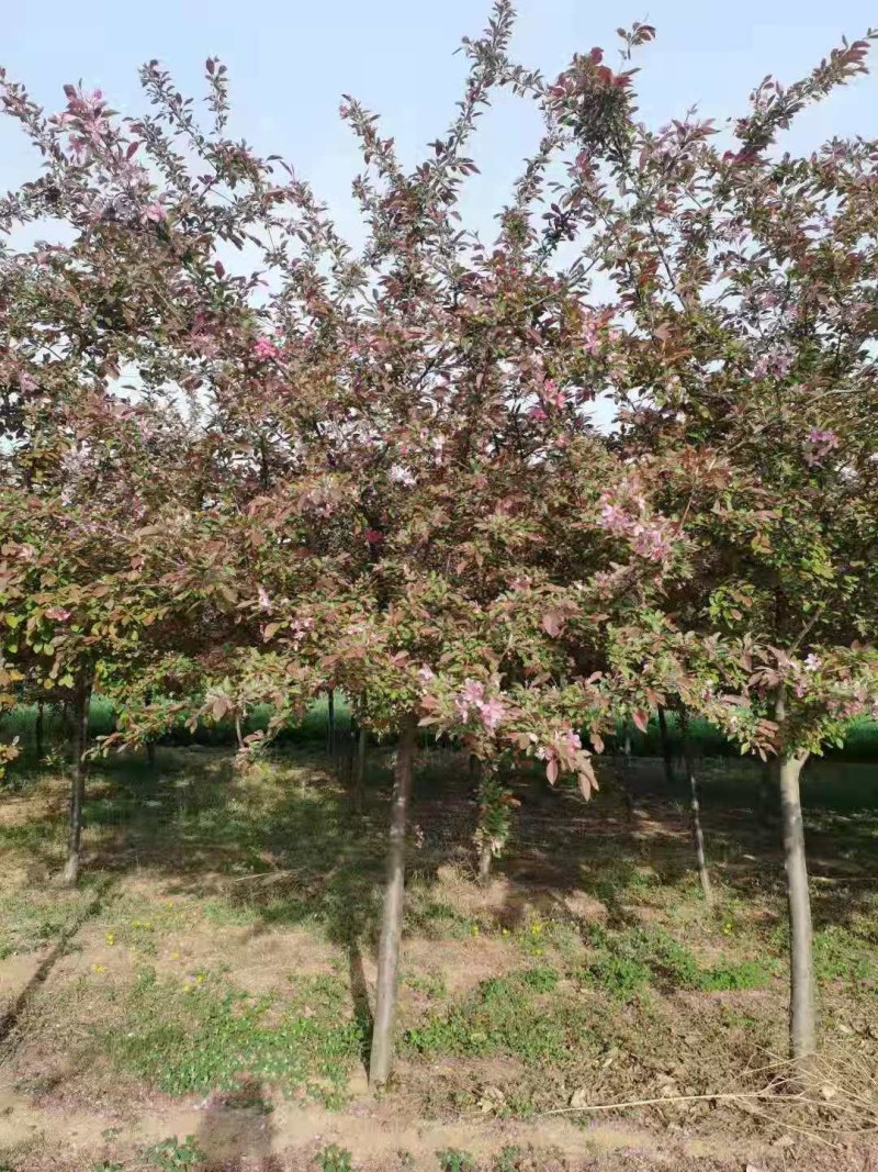 绚丽海棠，工程绿化绚丽海棠树，精品绚丽海棠