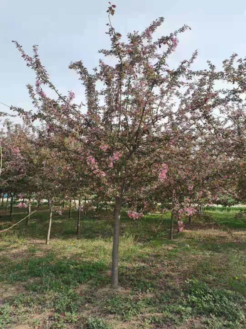 绚丽海棠，工程绿化绚丽海棠树，精品绚丽海棠