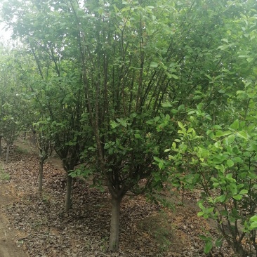 西府海棠，大小规格西府海棠树，绿化西府海棠