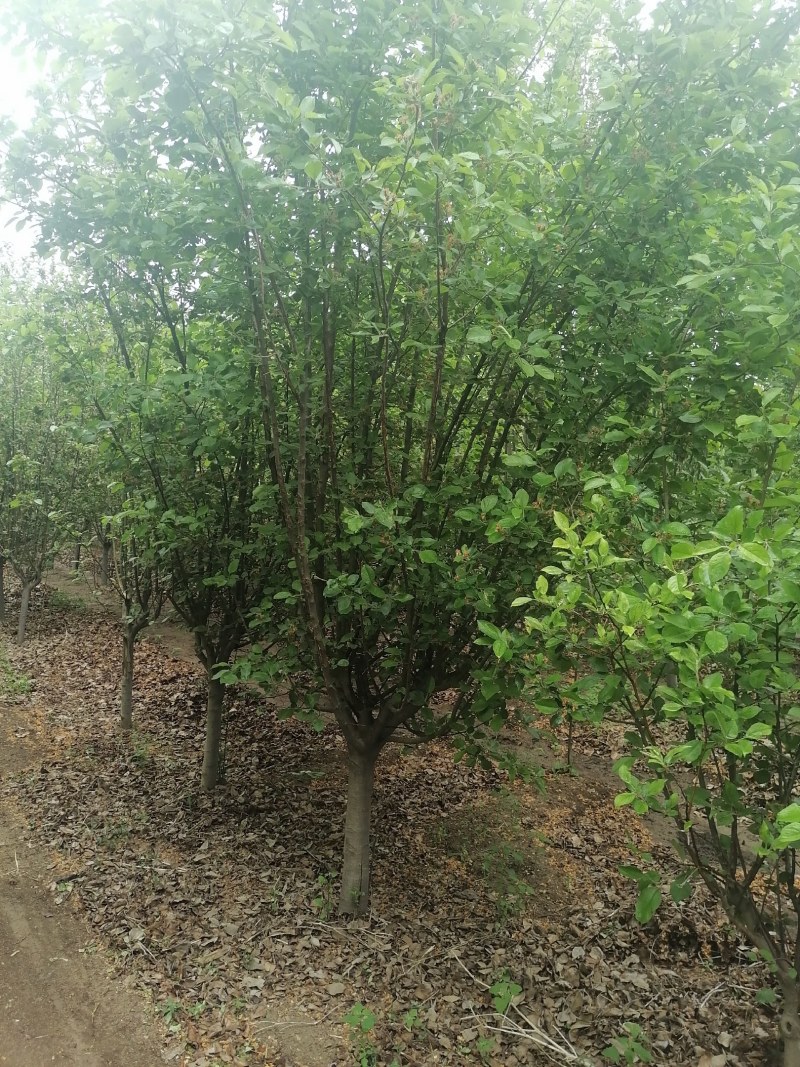 西府海棠，大小规格西府海棠树，绿化西府海棠