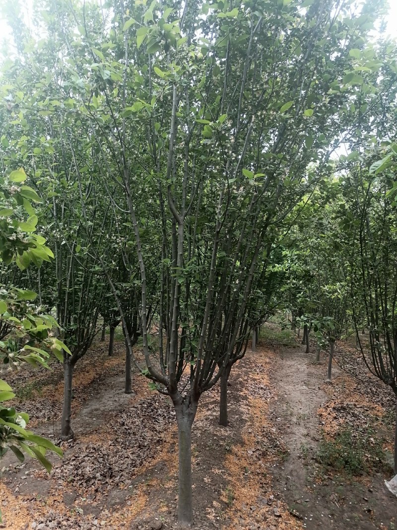 西府海棠，大小规格西府海棠树，绿化西府海棠