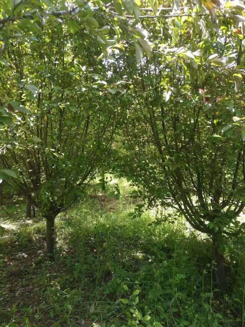 木槿，3到8公分木槿树，泰安木槿树现货供应，青藤农业