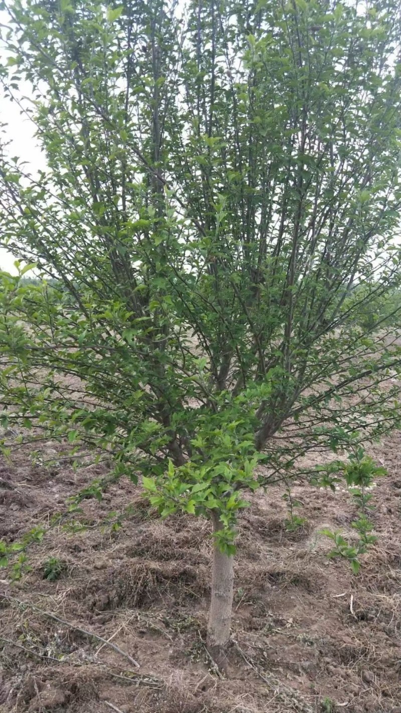 木槿，3到8公分木槿树，泰安木槿树现货供应，青藤农业