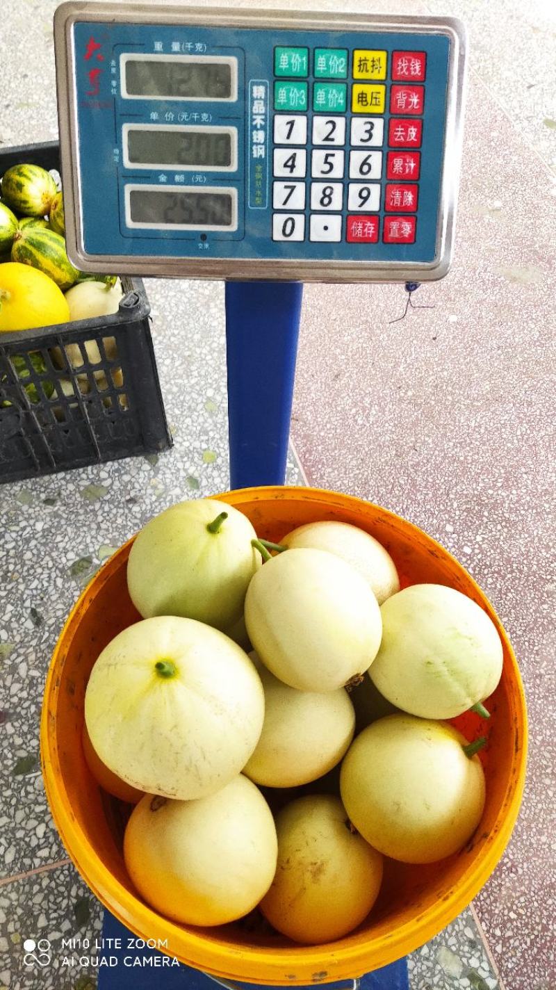 陕西甜瓜