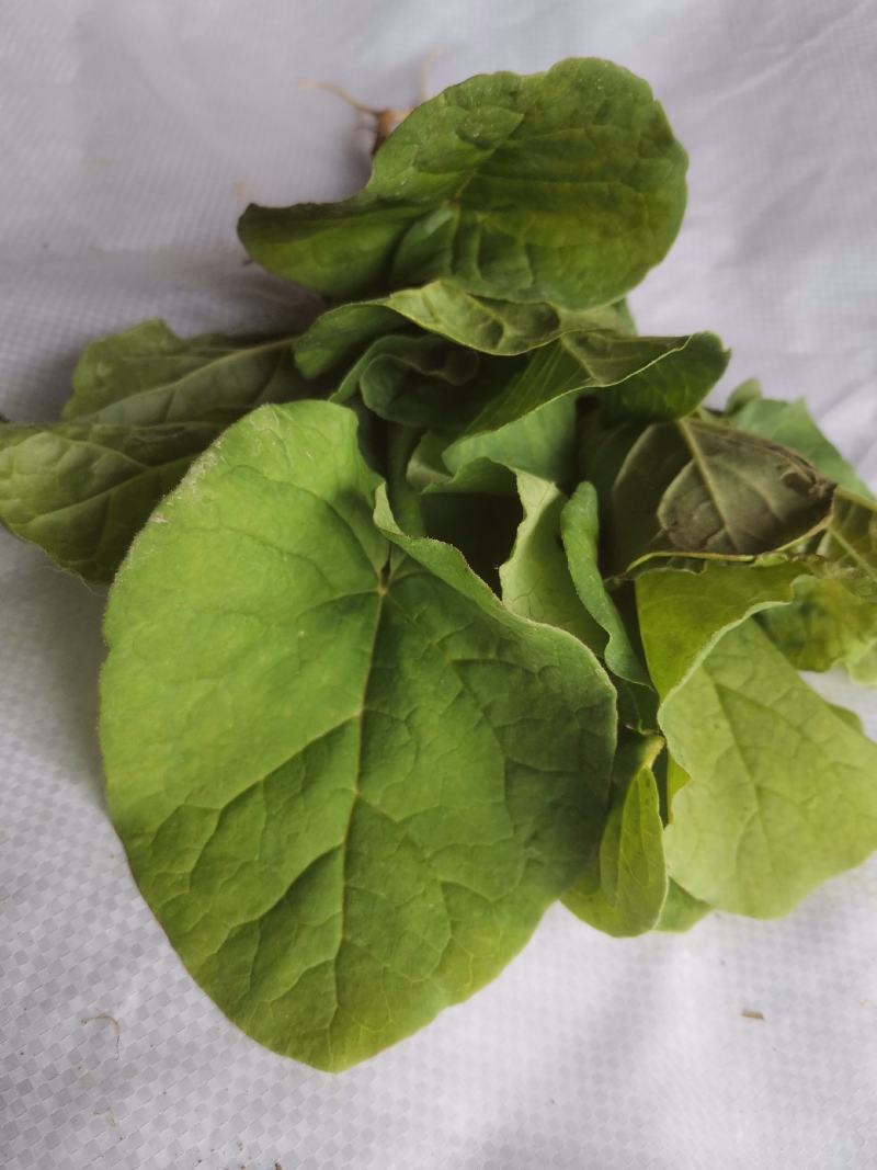 大黄苗，利川马蹄大黄苗，庄黄苗，大黄，存活率98%