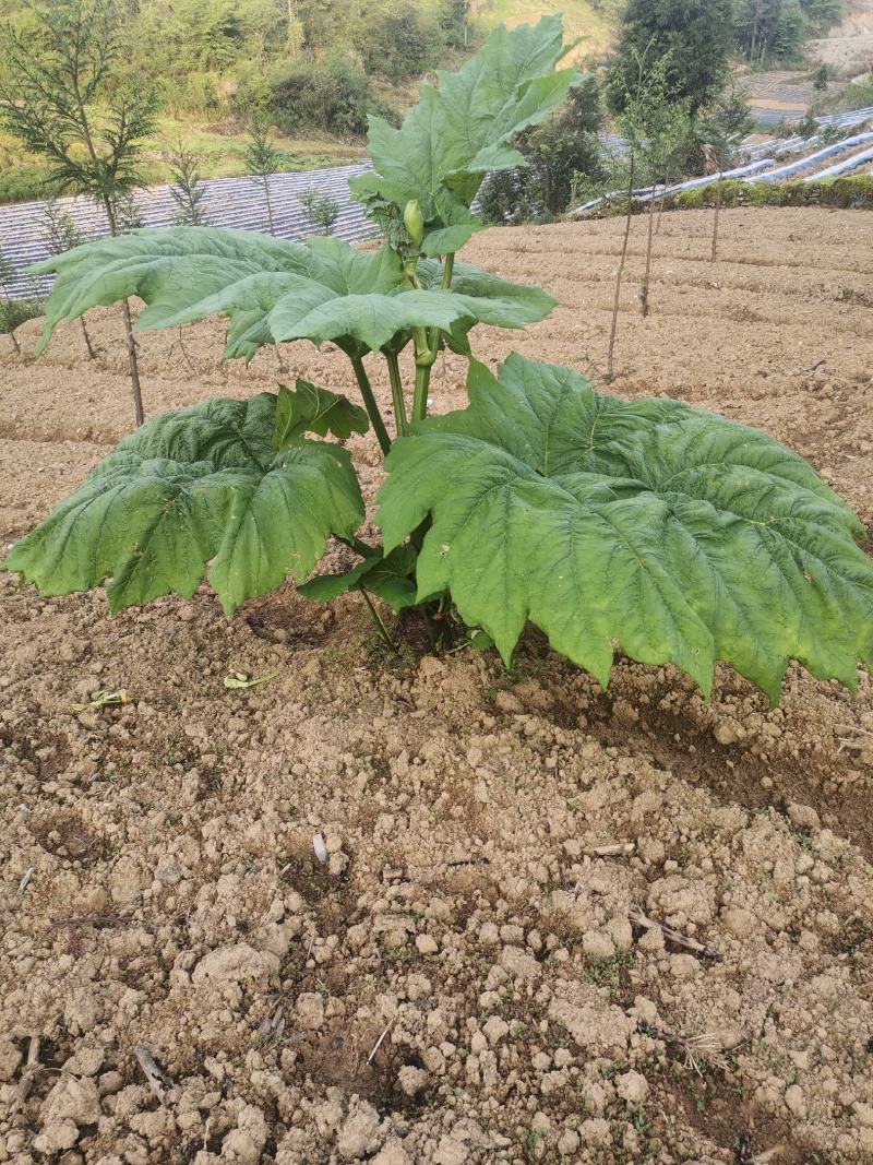 大黄苗，利川马蹄大黄苗，庄黄苗，大黄，存活率98%