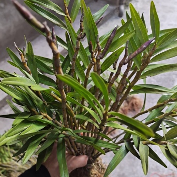 包邮(除偏远地区外)四川叠鞘石斛种苗，种植发展，大量批发
