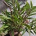 包邮(除偏远地区外)四川叠鞘石斛种苗，种植发展，大量批发