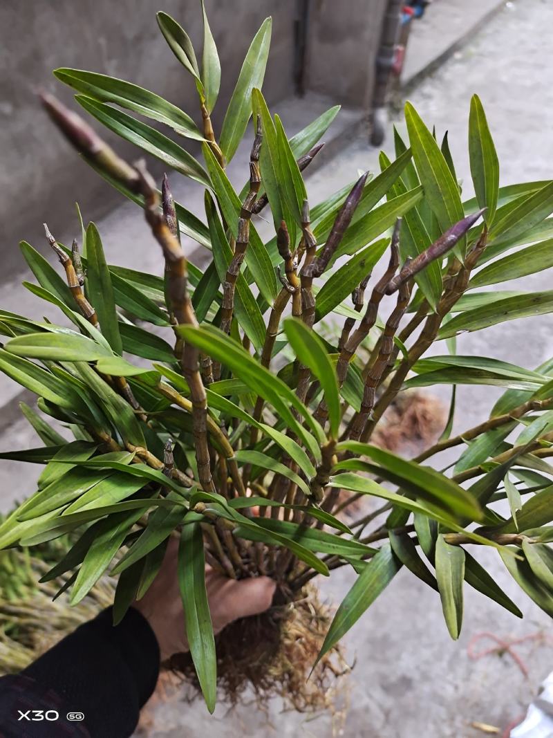 包邮(除偏远地区外)四川叠鞘石斛种苗，种植发展，大量批发