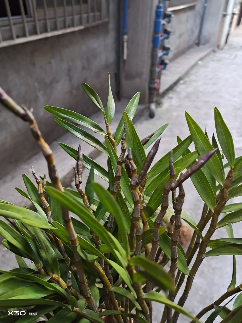 包邮(除偏远地区外)四川叠鞘石斛种苗，种植发展，大量批发