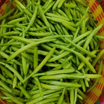黄花菜