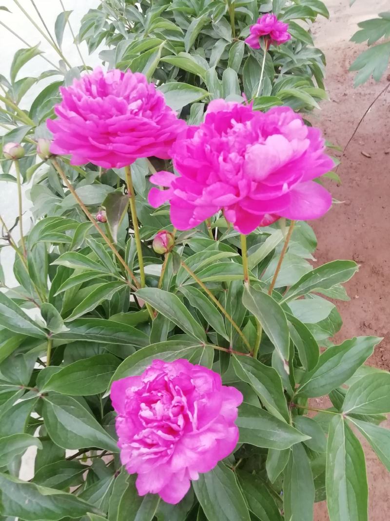 芍药品种观赏芍药租地到期价格优惠，欢迎考察