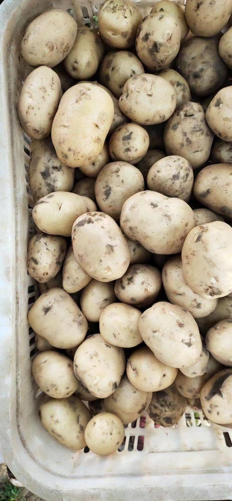 土豆早大白批发大量上市中暑大量上市需要的前来选购