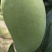 元江台农，生吃芒，金凤凰，澳芒，三年芒，等