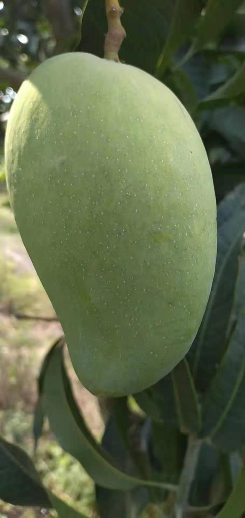 元江台农，生吃芒，金凤凰，澳芒，三年芒，等