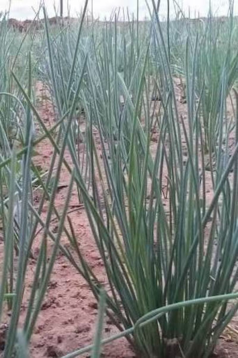 甘肃酒泉沙葱（蒙古韭真空包装发货）