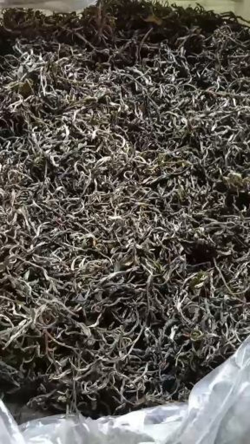 广西百色西林绿茶厂家直销恒温保存