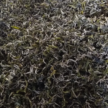 广西百色西林绿茶厂家直销恒温保存