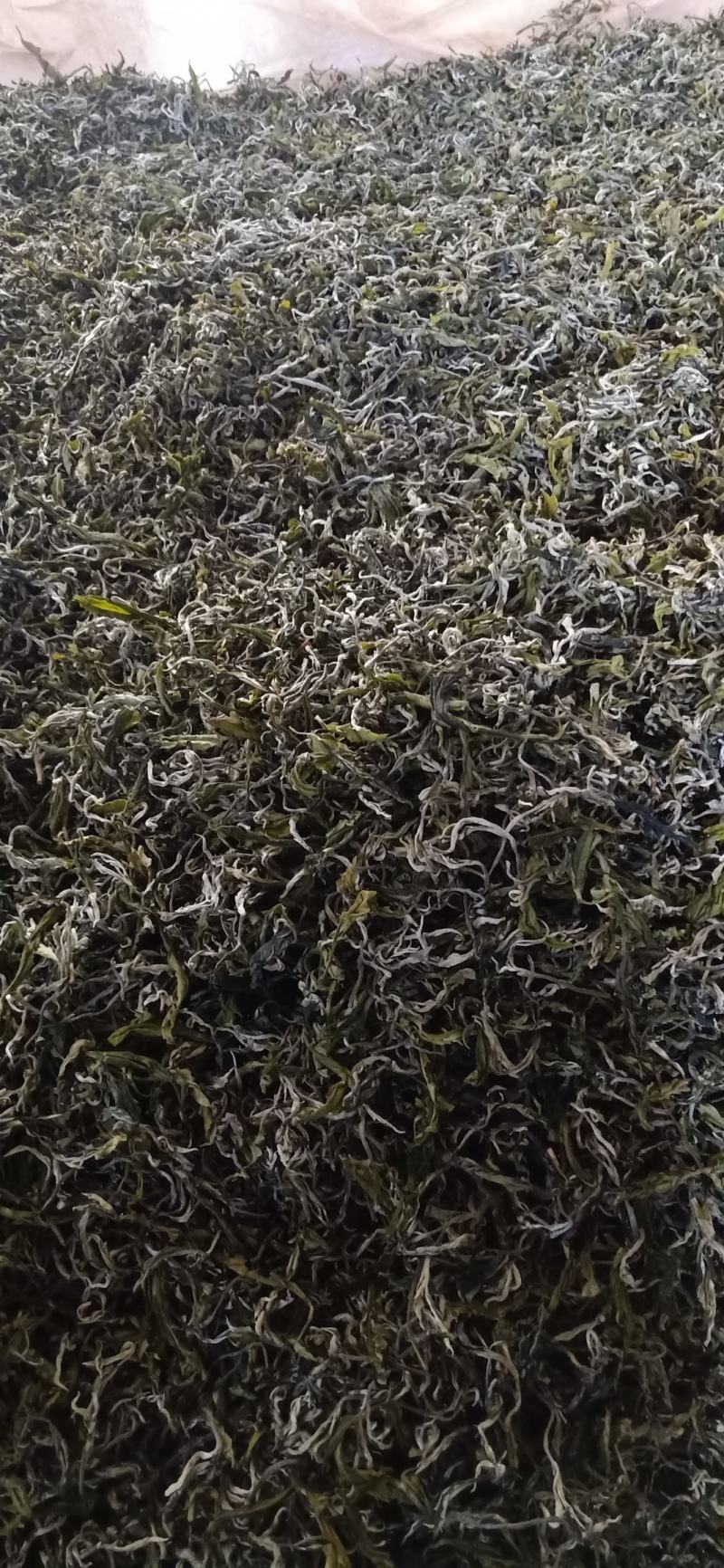 广西百色西林绿茶厂家直销恒温保存