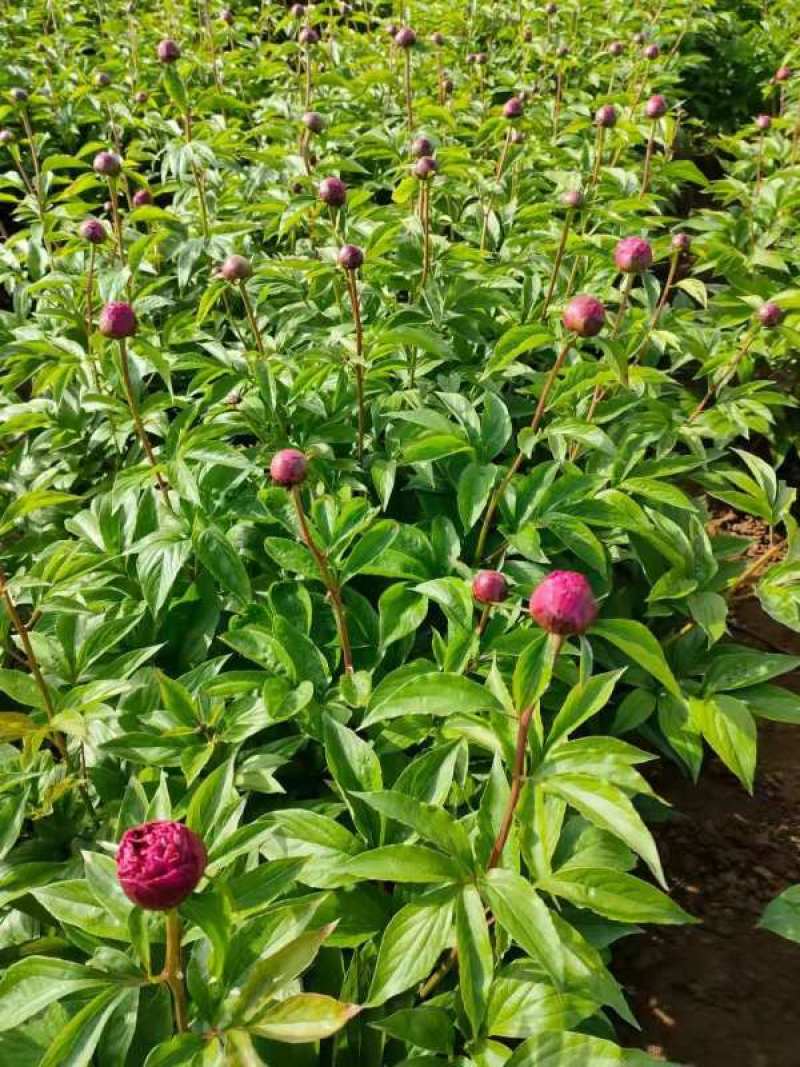 菏泽农户自种自销三到五年观赏芍药花苗盆栽芍药美植袋芍药