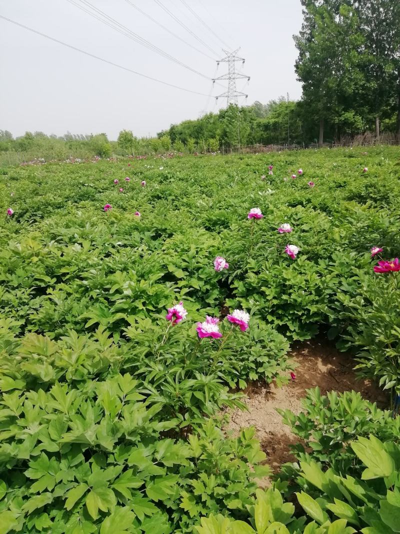 菏泽农户自种自销三到五年观赏芍药花苗盆栽芍药美植袋芍药