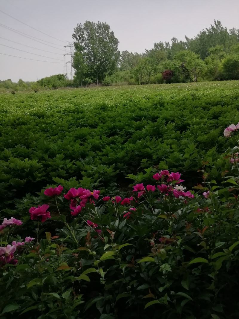 菏泽农户自种自销三到五年观赏芍药花苗盆栽芍药美植袋芍药