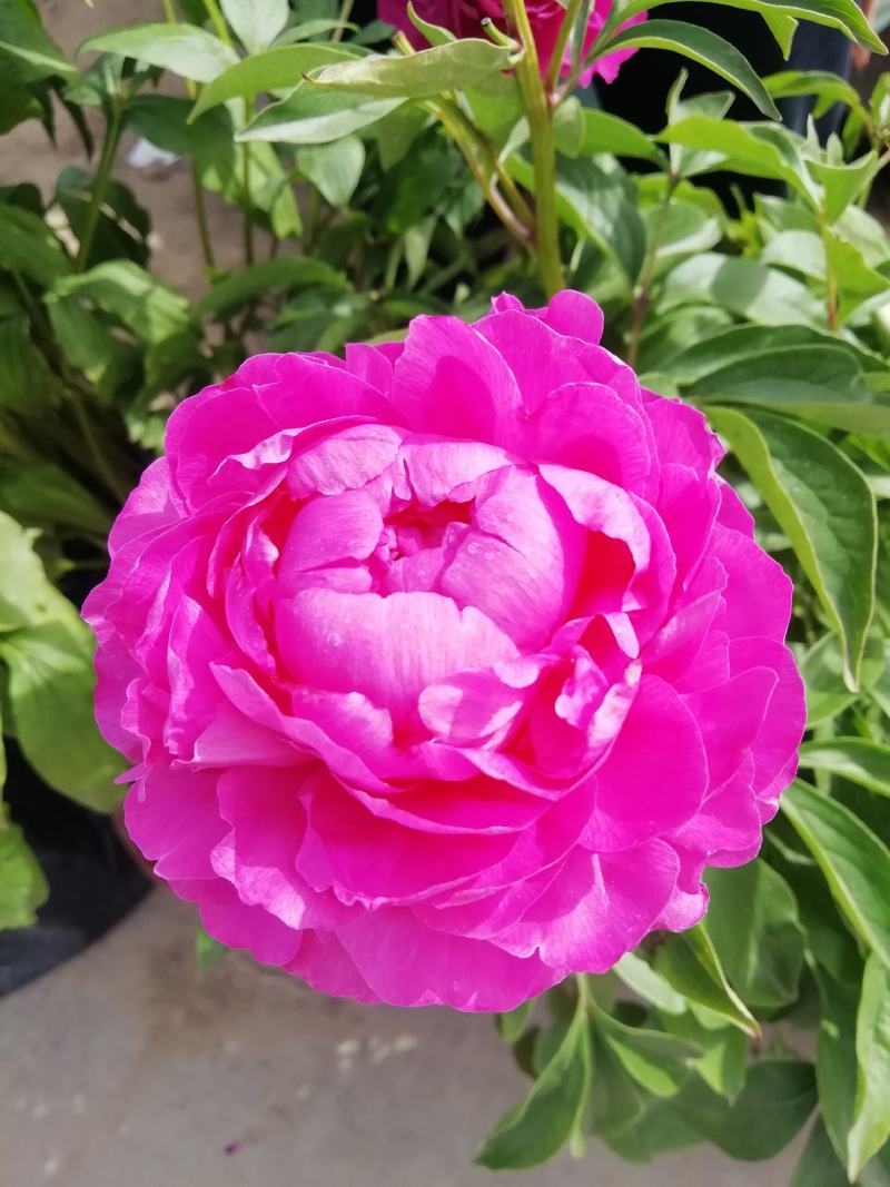 菏泽农户自种自销三到五年观赏芍药花苗盆栽芍药美植袋芍药
