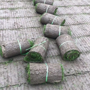草皮