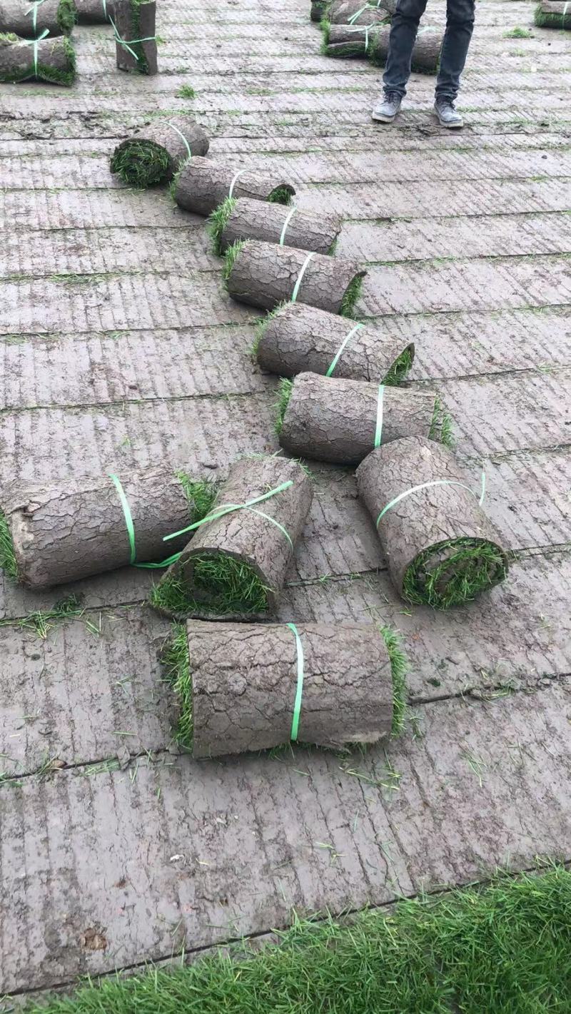 草皮