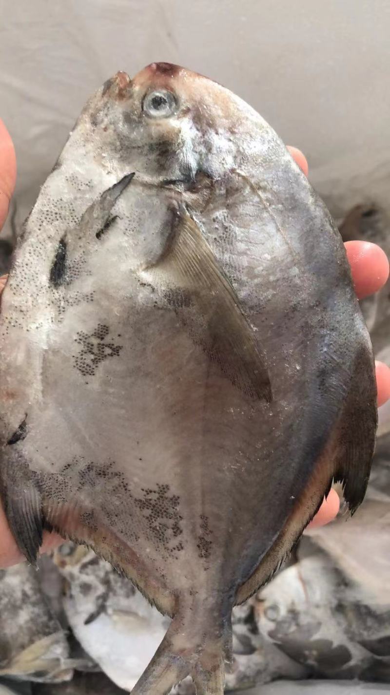 鲳鱼新鲜银鲳鱼鲜活速冻海鲜水产海鱼白鲳鱼海鲜批发