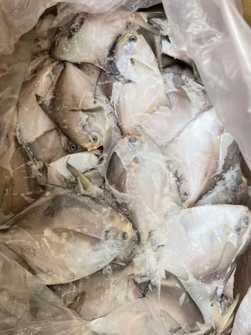 鲳鱼新鲜银鲳鱼鲜活速冻海鲜水产海鱼白鲳鱼海鲜批发