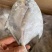 鲳鱼新鲜银鲳鱼鲜活速冻海鲜水产海鱼白鲳鱼海鲜批发