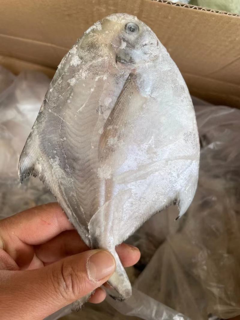 鲳鱼新鲜银鲳鱼鲜活速冻海鲜水产海鱼白鲳鱼海鲜批发
