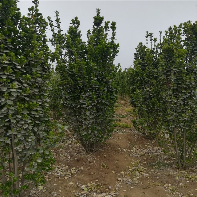 北海道黄杨，精品北海道黄杨树，泰安北海道黄杨质优价廉