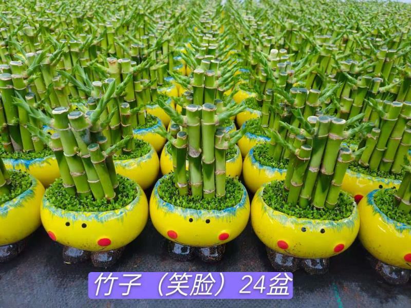 小盆景