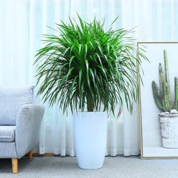 植物批发