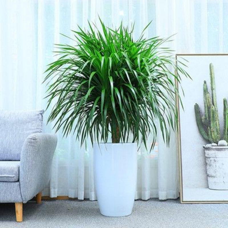 植物批发