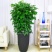 植物批发