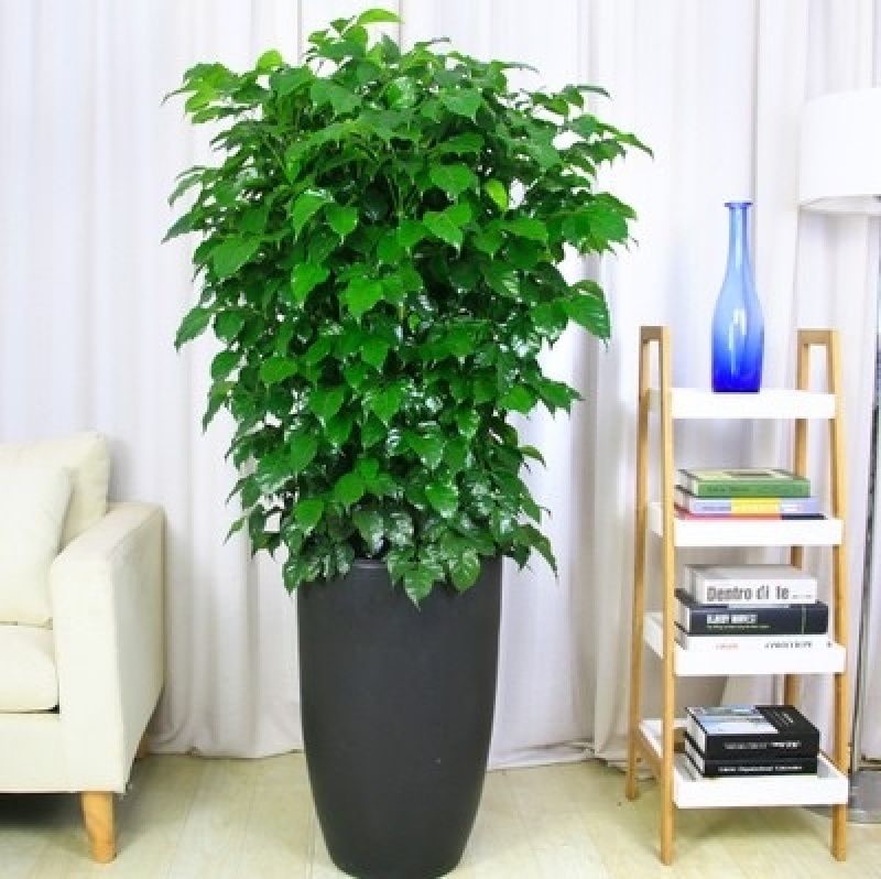 植物批发