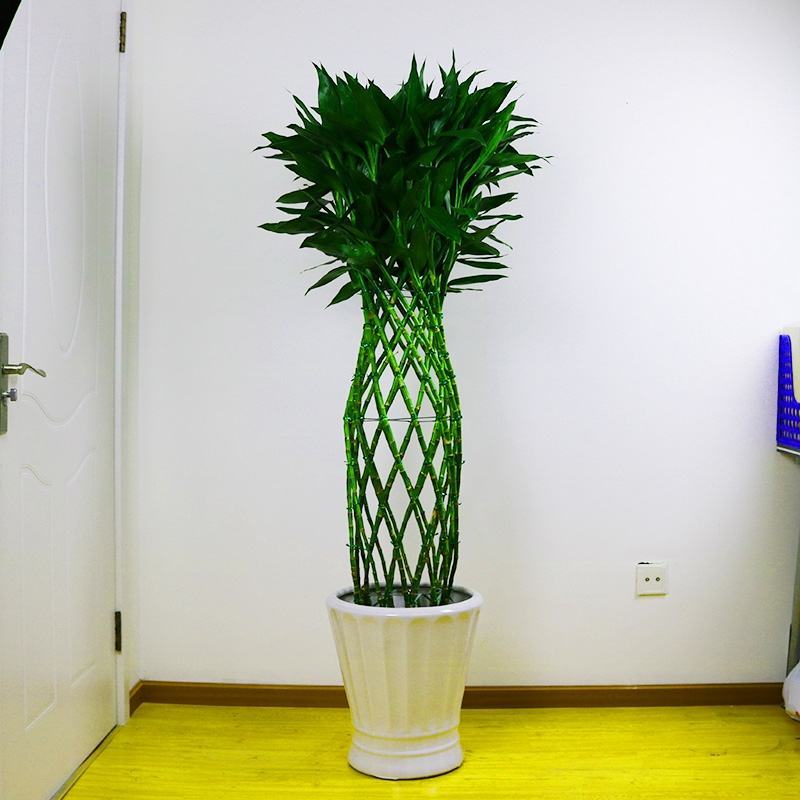 植物批发