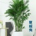 植物批发