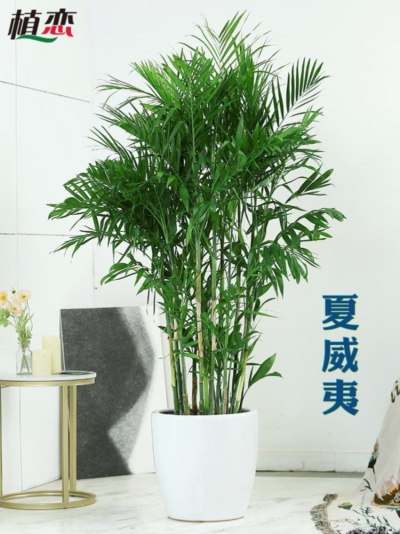 植物批发
