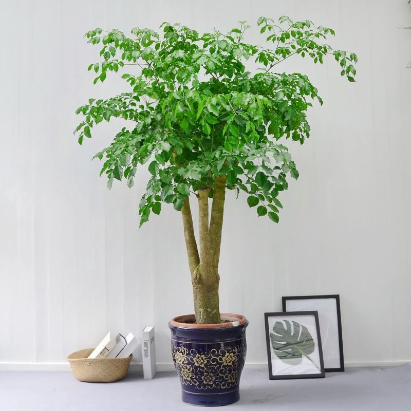 植物批发