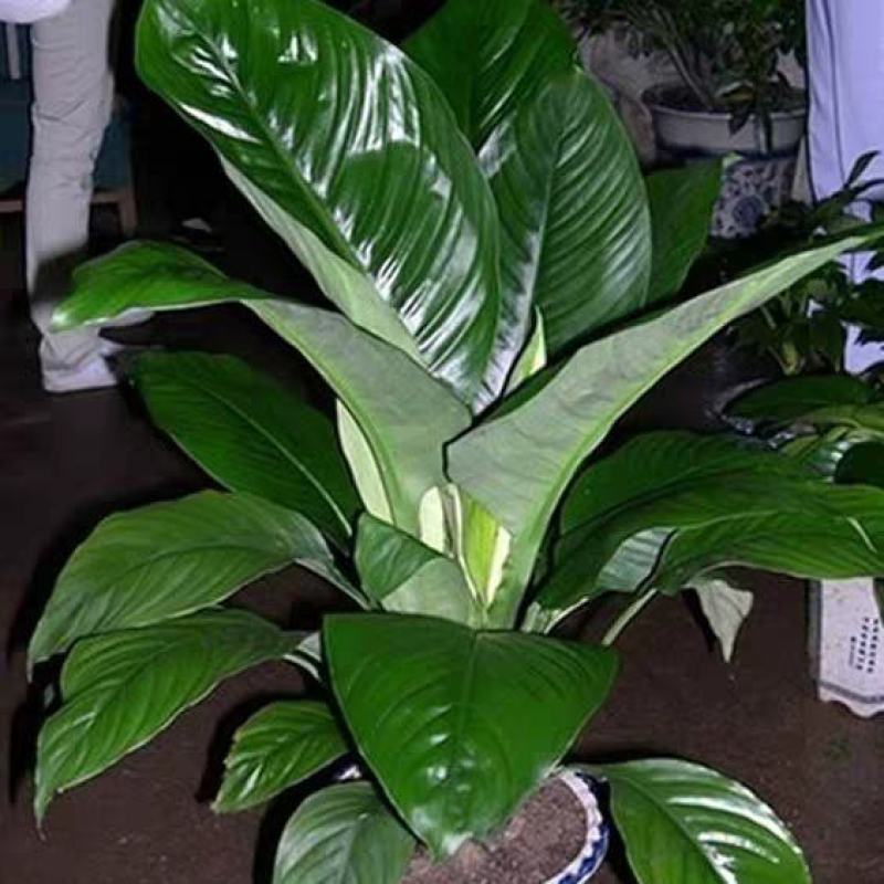 植物批发