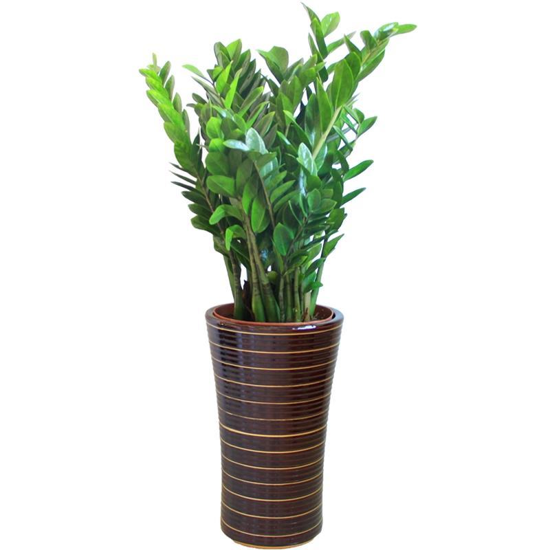 植物批发