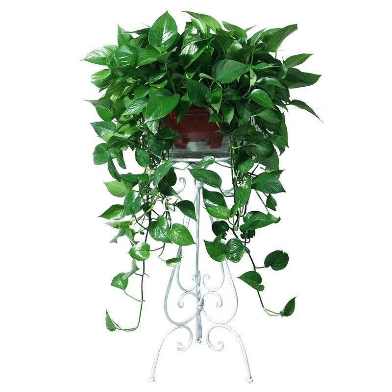 植物批发