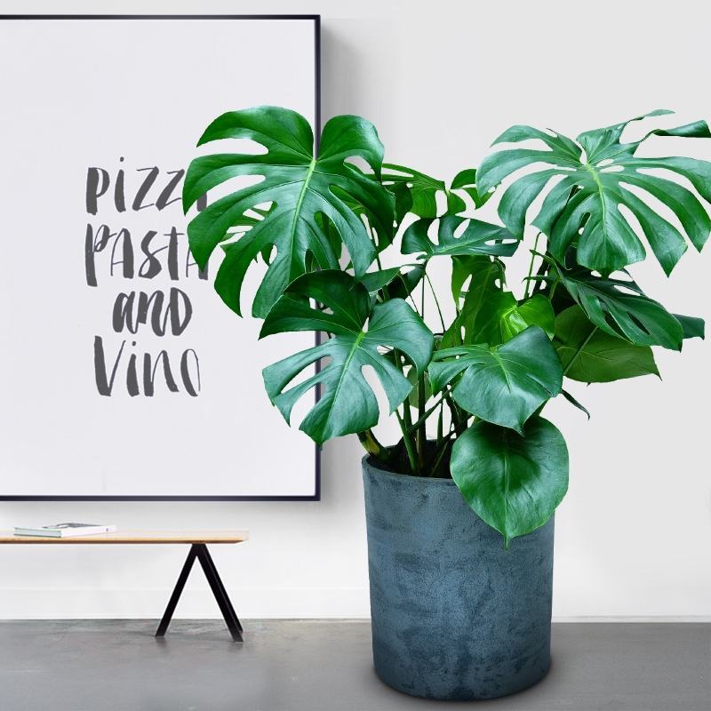 植物批发