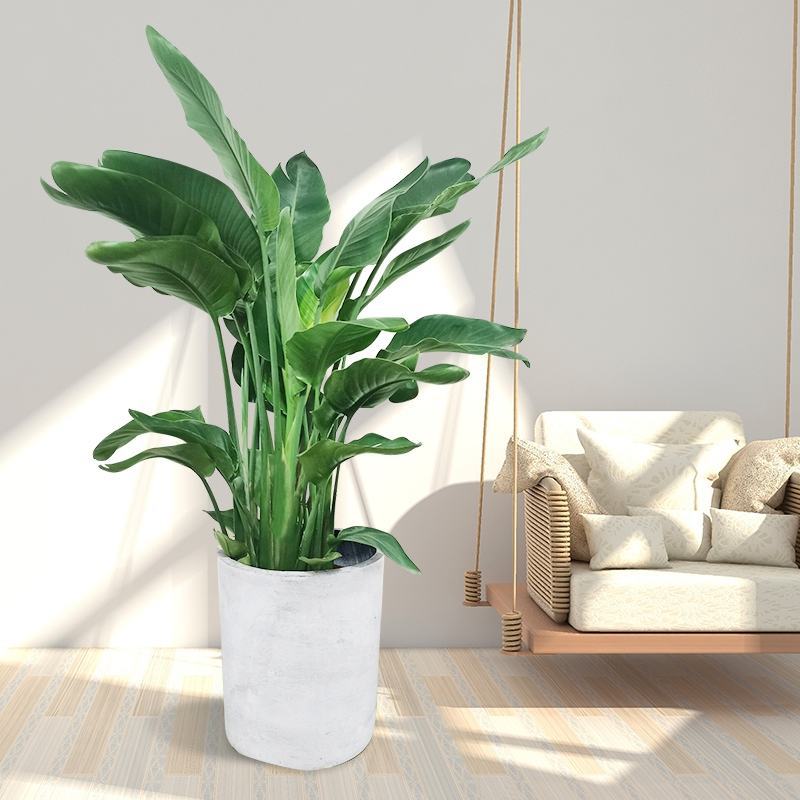 植物批发