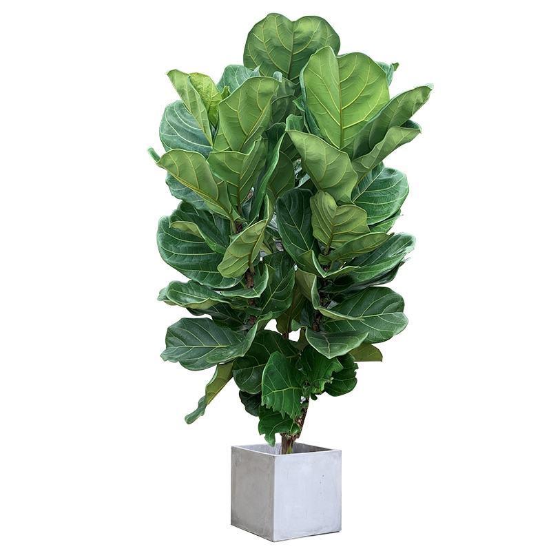 植物批发